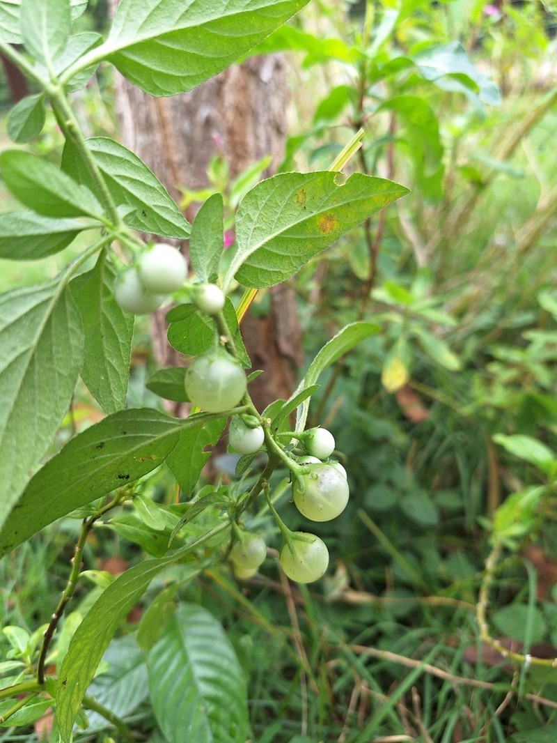 Solanum olympicum photo 4
