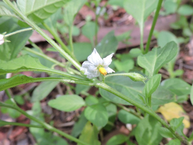 Solanum olympicum photo 5