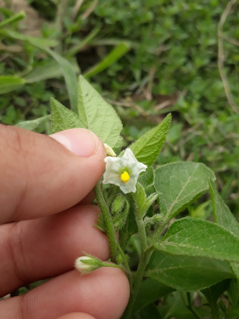 Solanum olympicum photo 6
