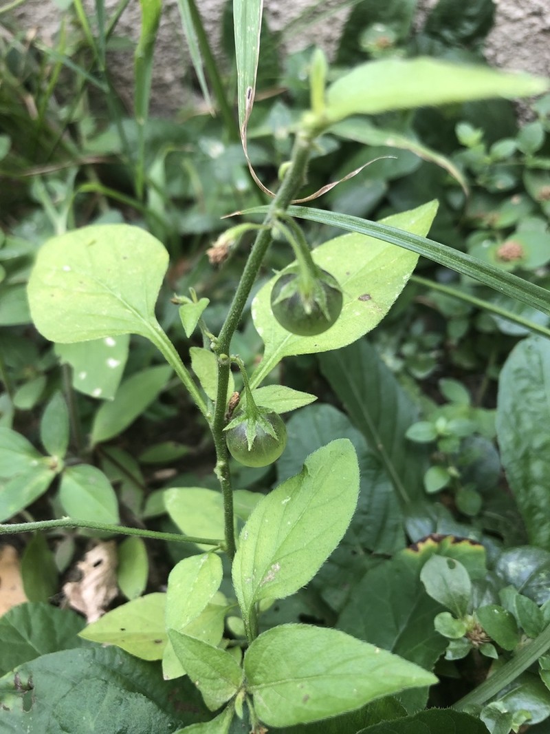 Solanum olympicum photo 7