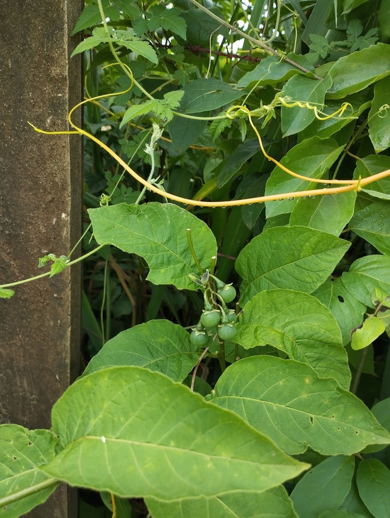 Solanum orbignianum