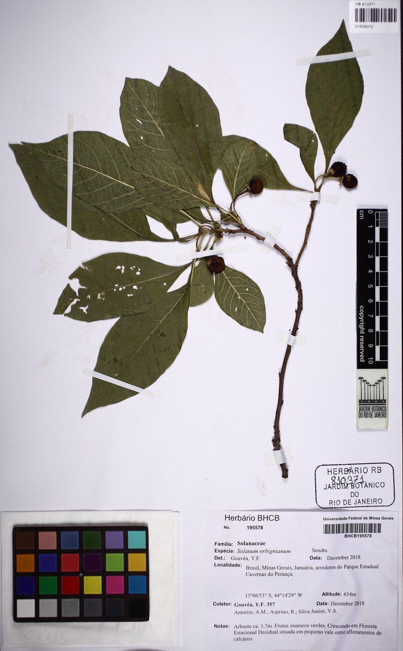 Solanum orbignianum photo 2