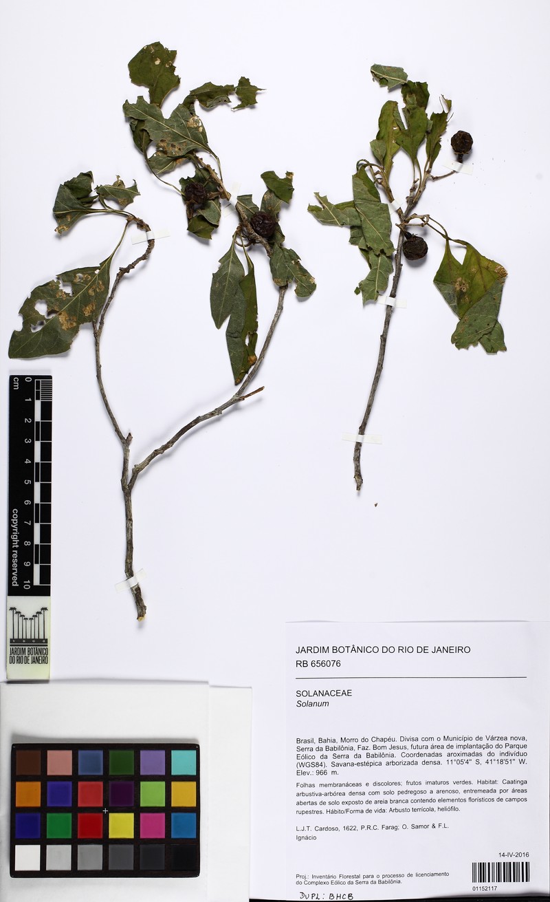 Solanum orbignianum photo 3