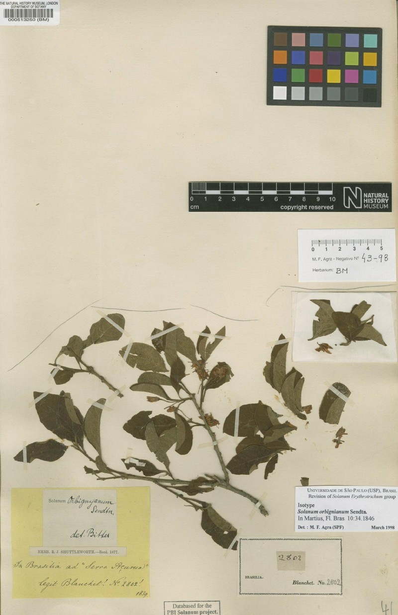 Solanum orbignianum photo 4