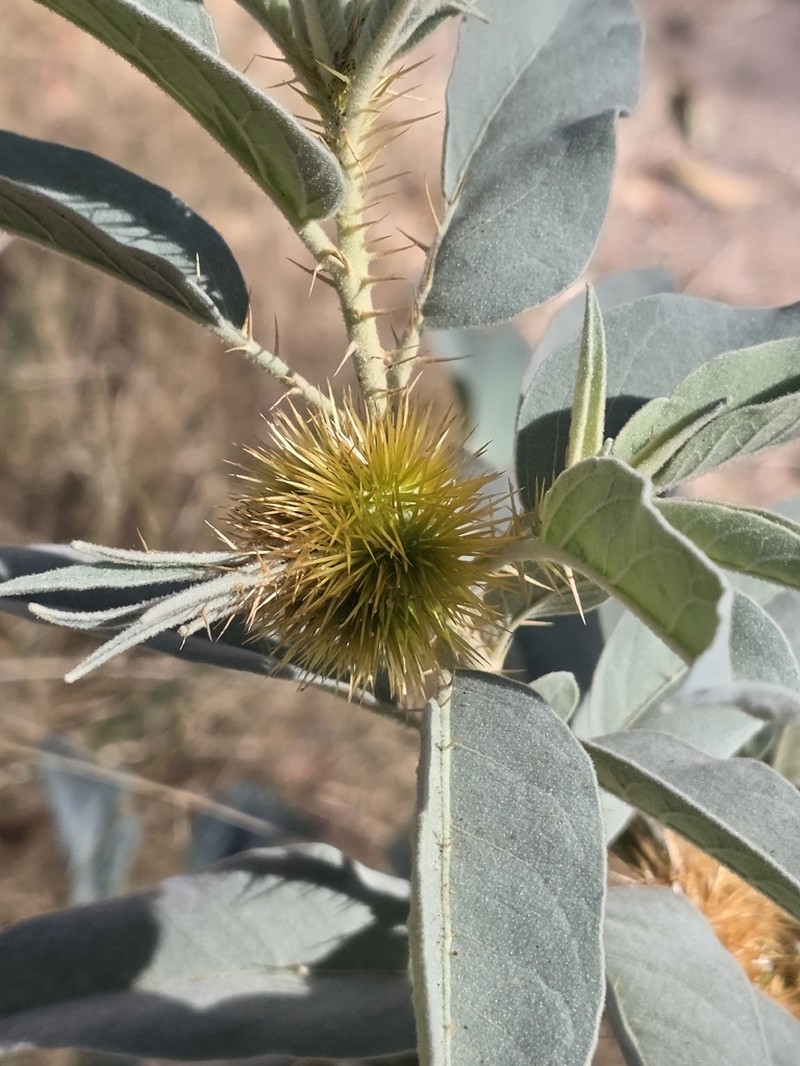 Solanum ossicruentum