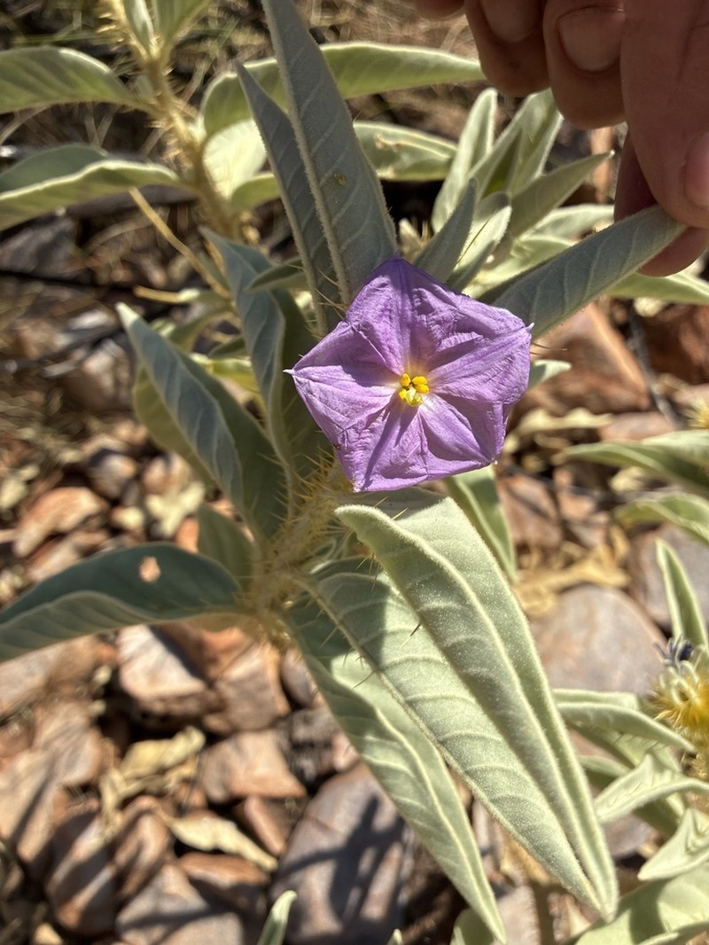 Solanum ossicruentum photo 2