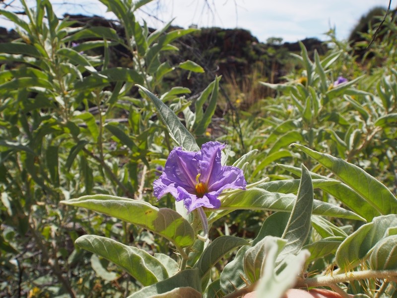 Solanum ossicruentum photo 3