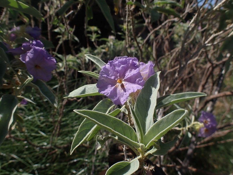 Solanum ossicruentum photo 4