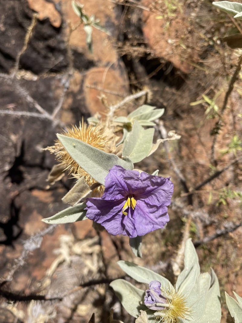 Solanum ossicruentum photo 5