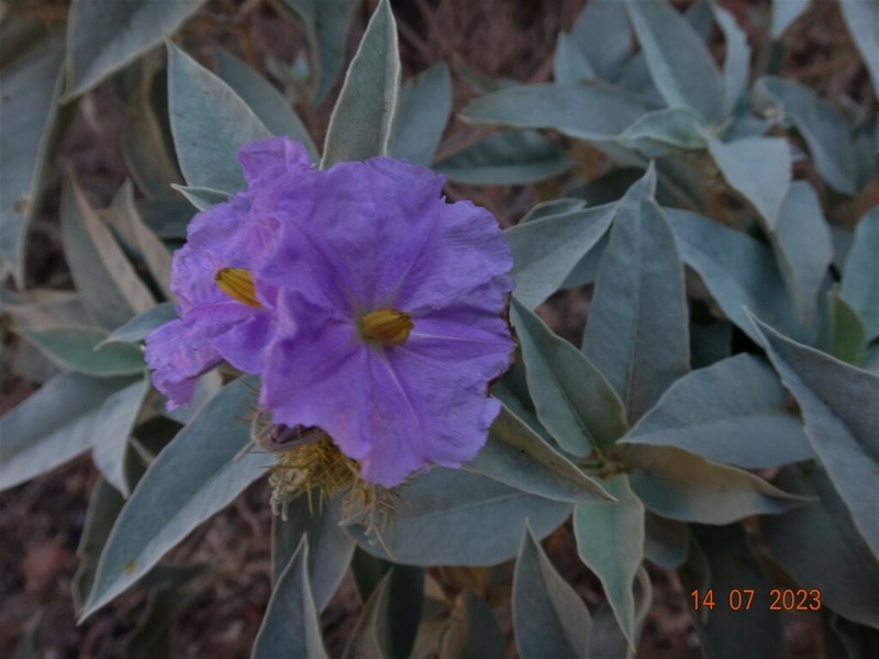 Solanum ossicruentum photo 6