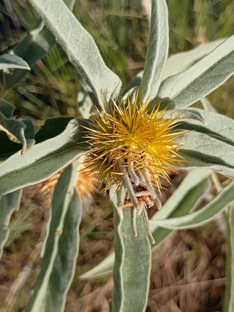 Solanum ossicruentum photo 7