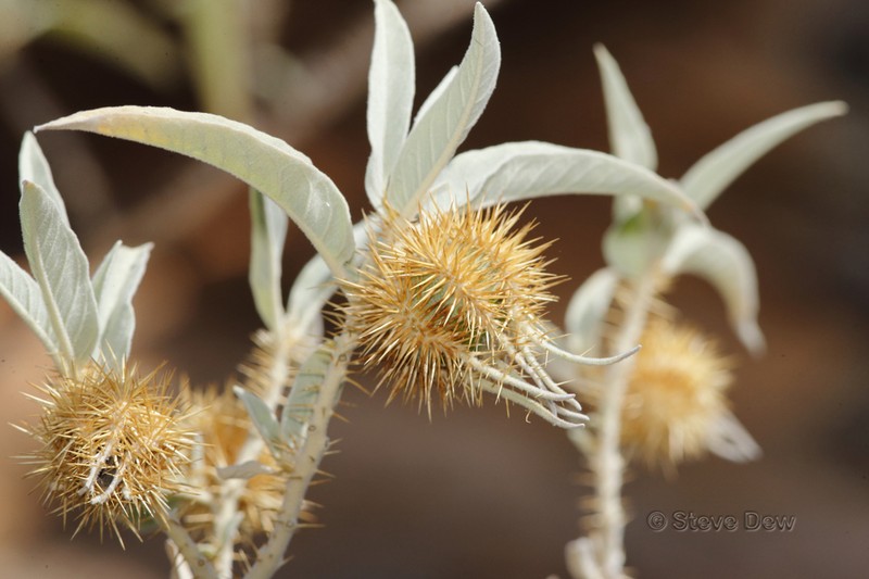 Solanum ossicruentum photo 8