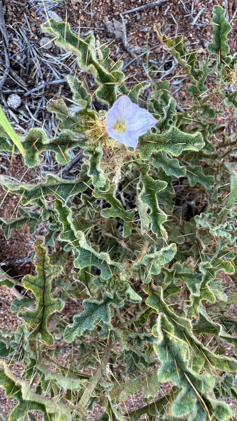 Solanum osteocarpum