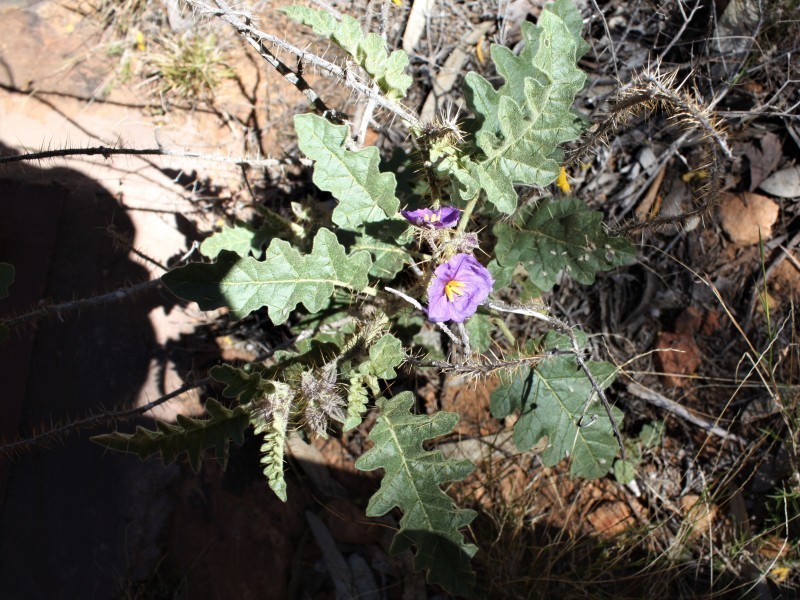 Solanum osteocarpum photo 2