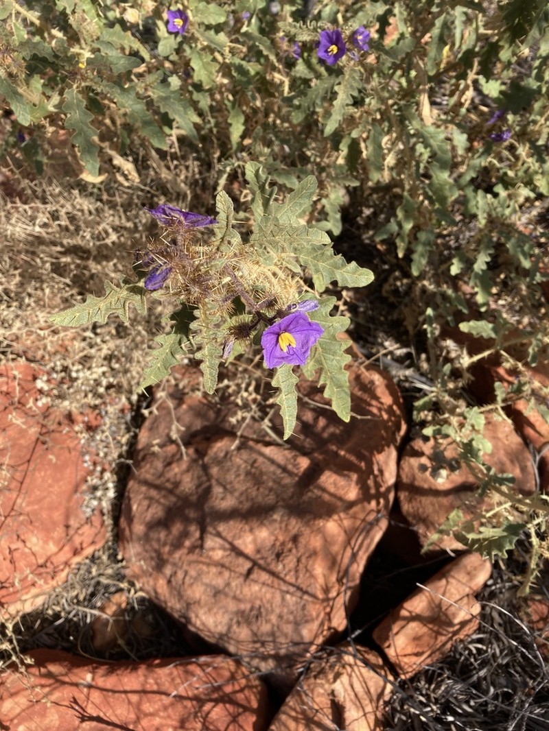 Solanum osteocarpum photo 3