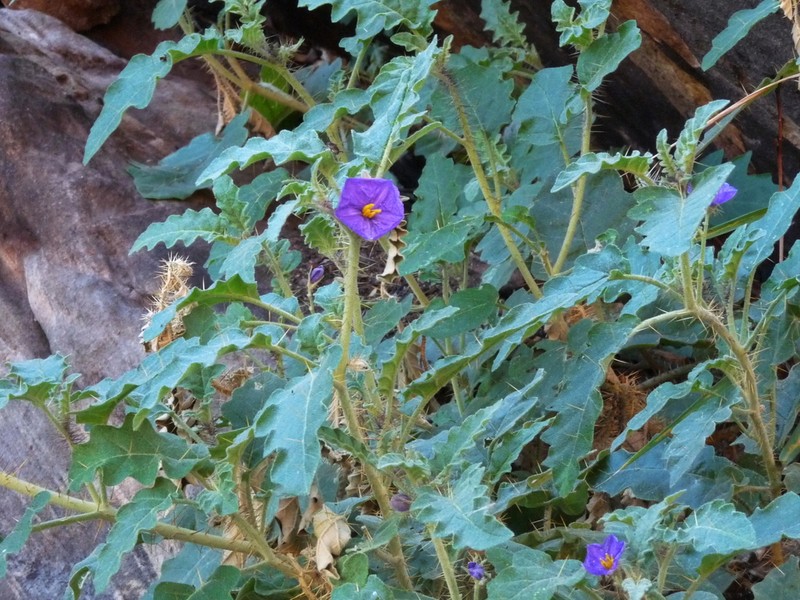 Solanum osteocarpum photo 4
