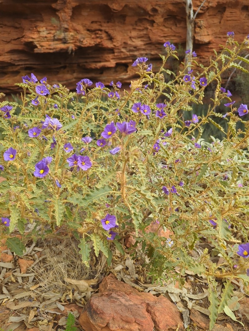 Solanum osteocarpum photo 5