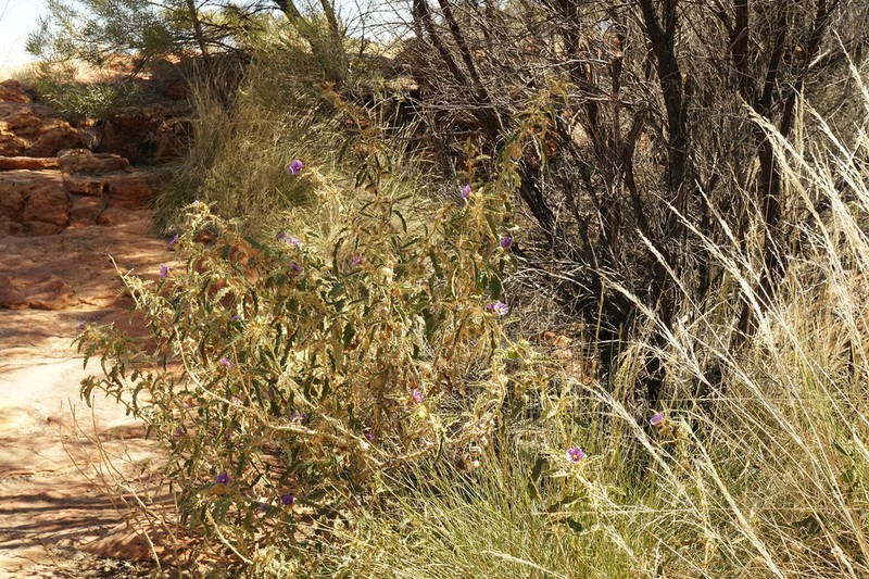 Solanum osteocarpum photo 6