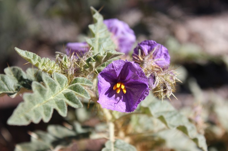 Solanum osteocarpum photo 8