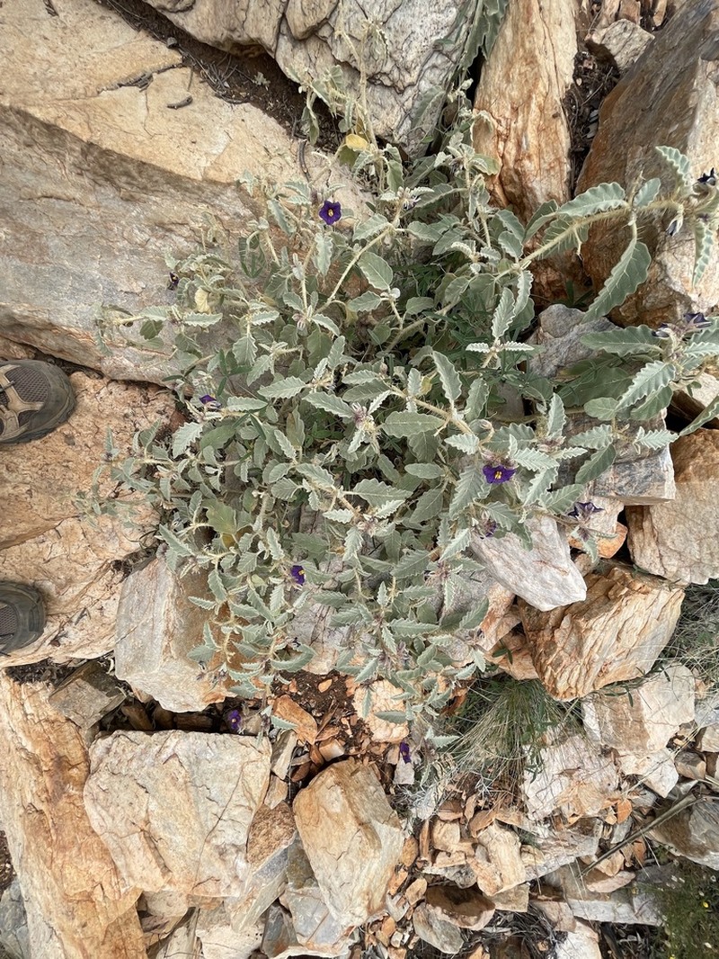 Solanum pallidifolium photo 2