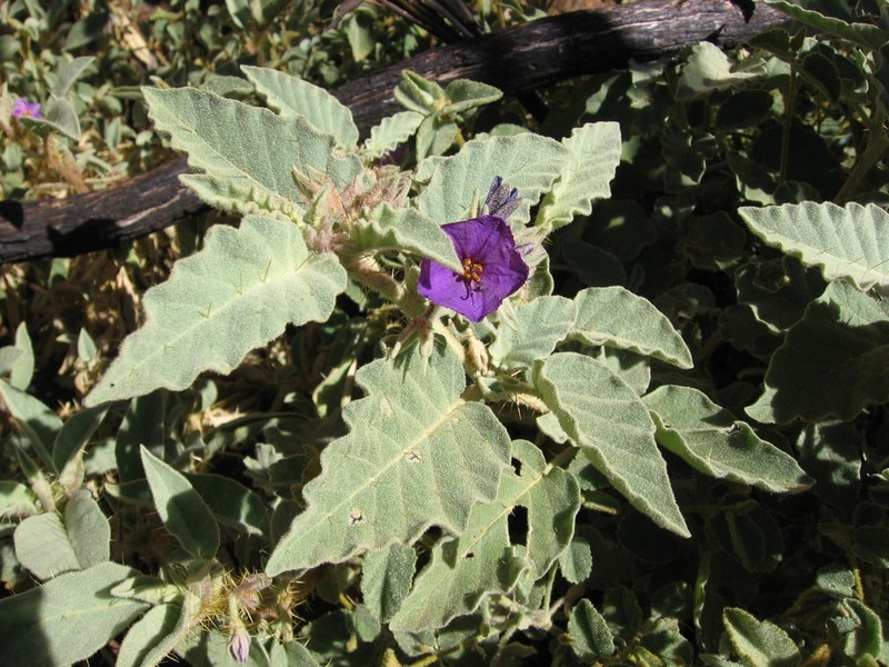 Solanum pallidifolium photo 3