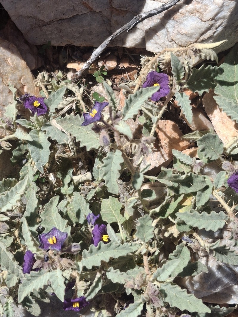 Solanum pallidifolium photo 4