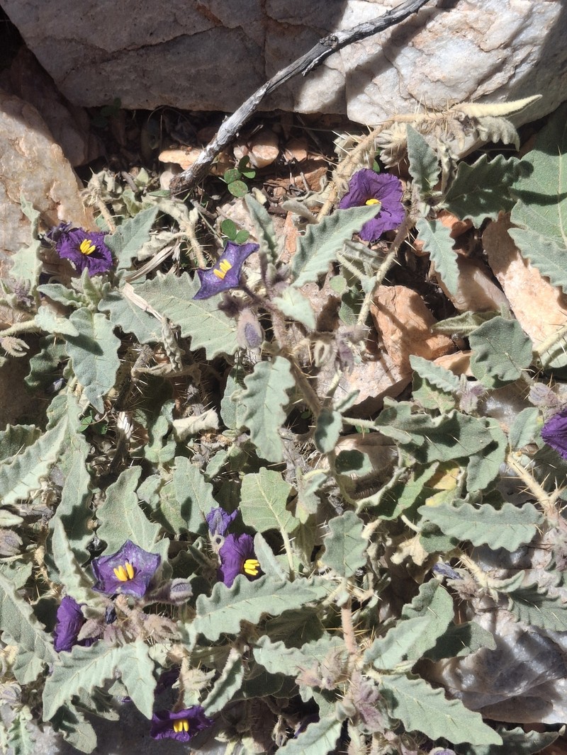 Solanum pallidifolium photo 5