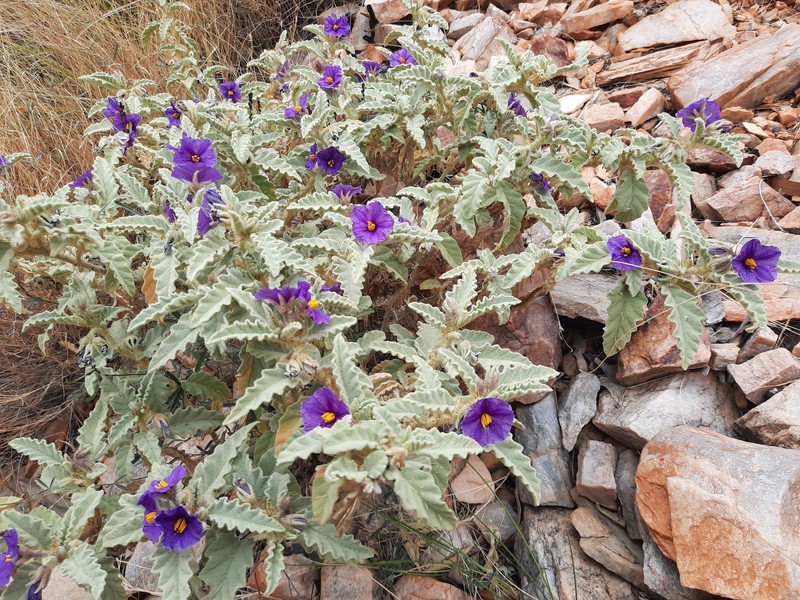 Solanum pallidifolium photo 6
