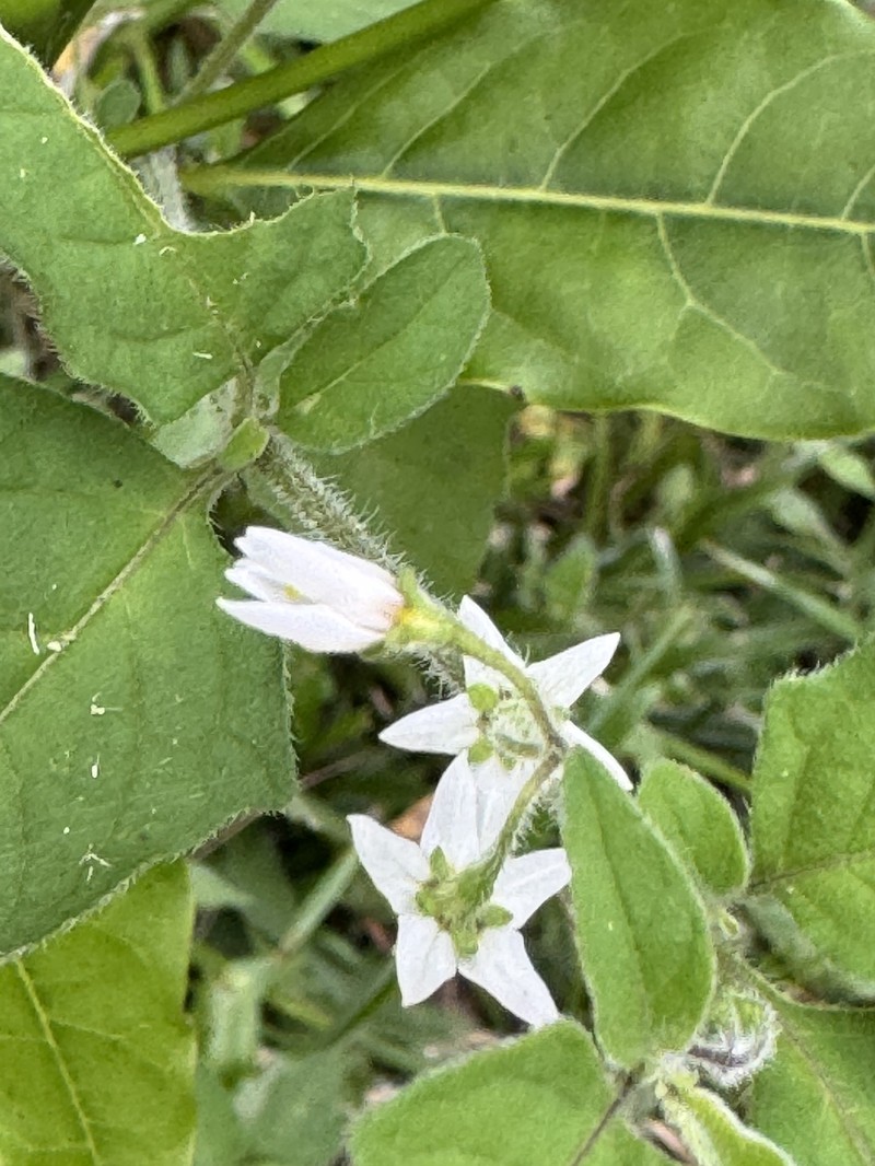 Solanum paucidens photo 2