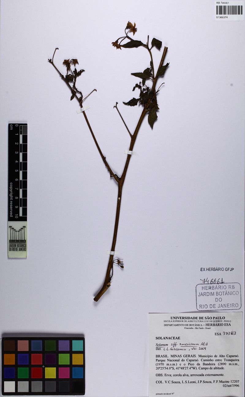 Solanum paucidens photo 3