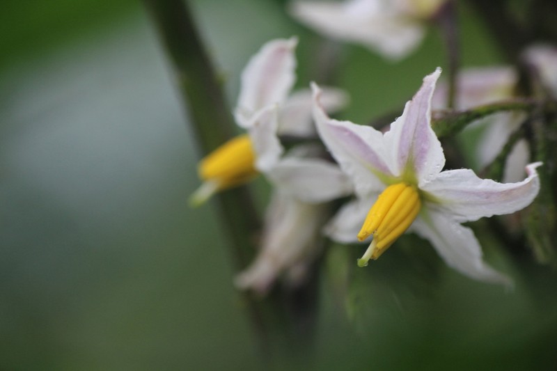 Solanum peikuoense
