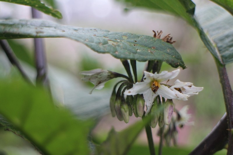 Solanum peikuoense photo 2