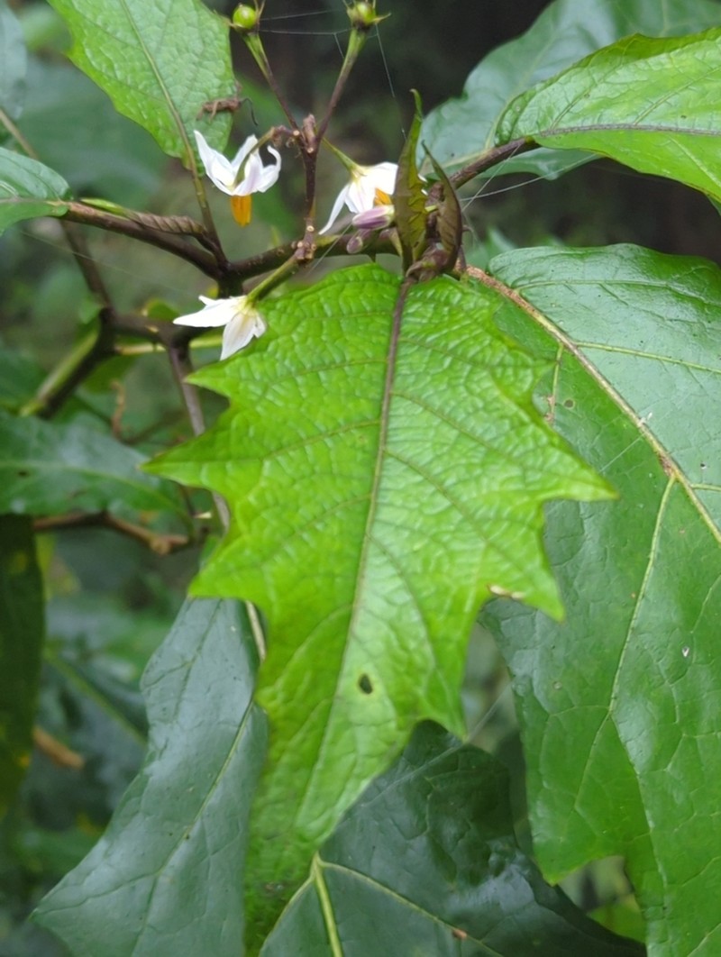 Solanum peikuoense photo 3