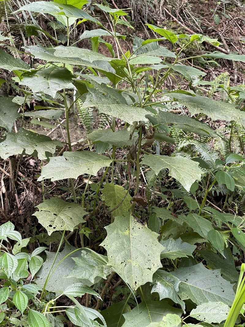 Solanum peikuoense photo 4