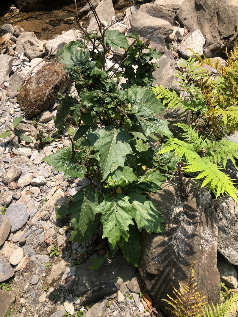 Solanum peikuoense photo 5
