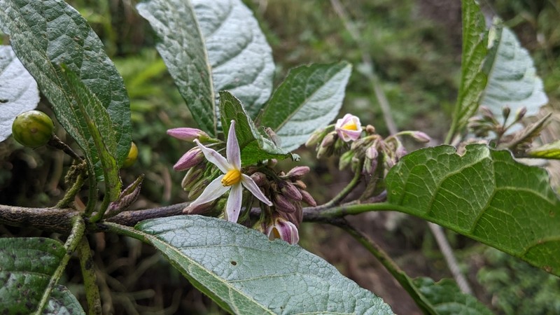 Solanum peikuoense photo 7
