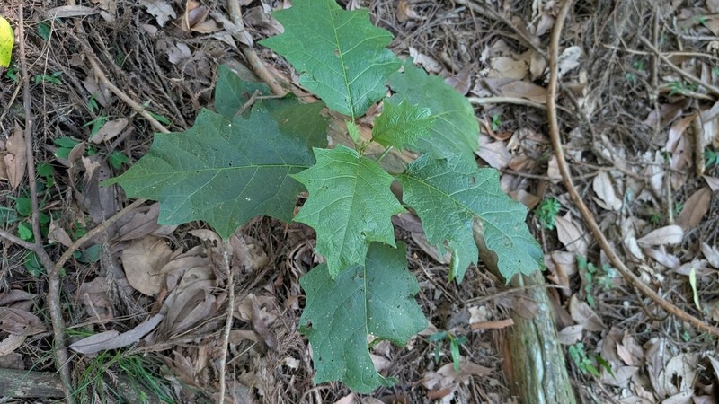 Solanum peikuoense photo 8