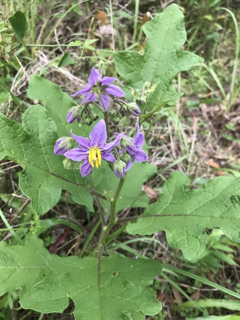 Solanum perplexum