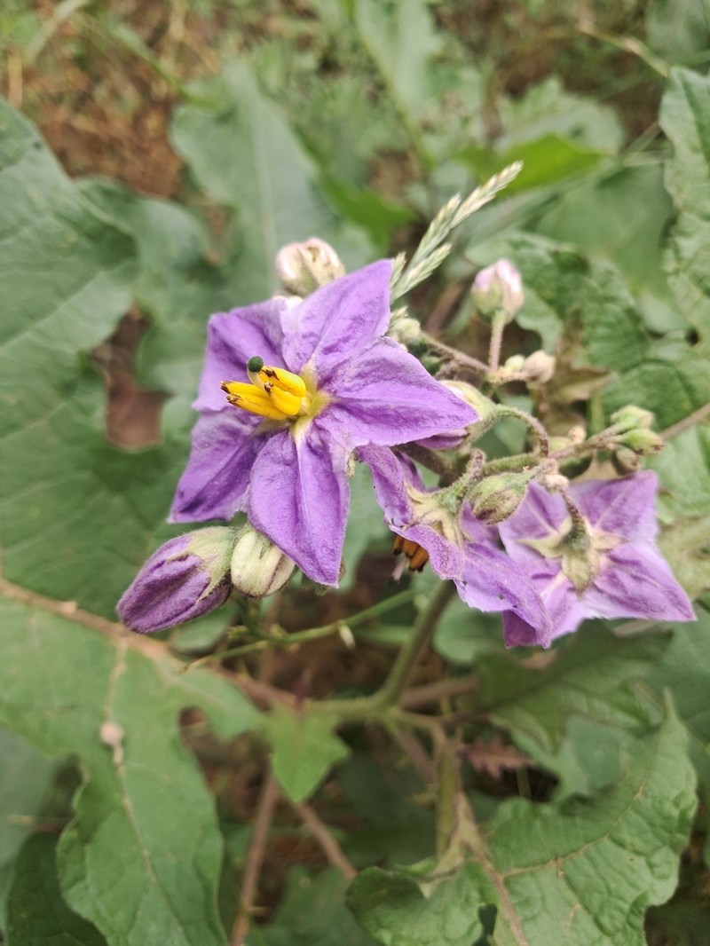 Solanum perplexum photo 2