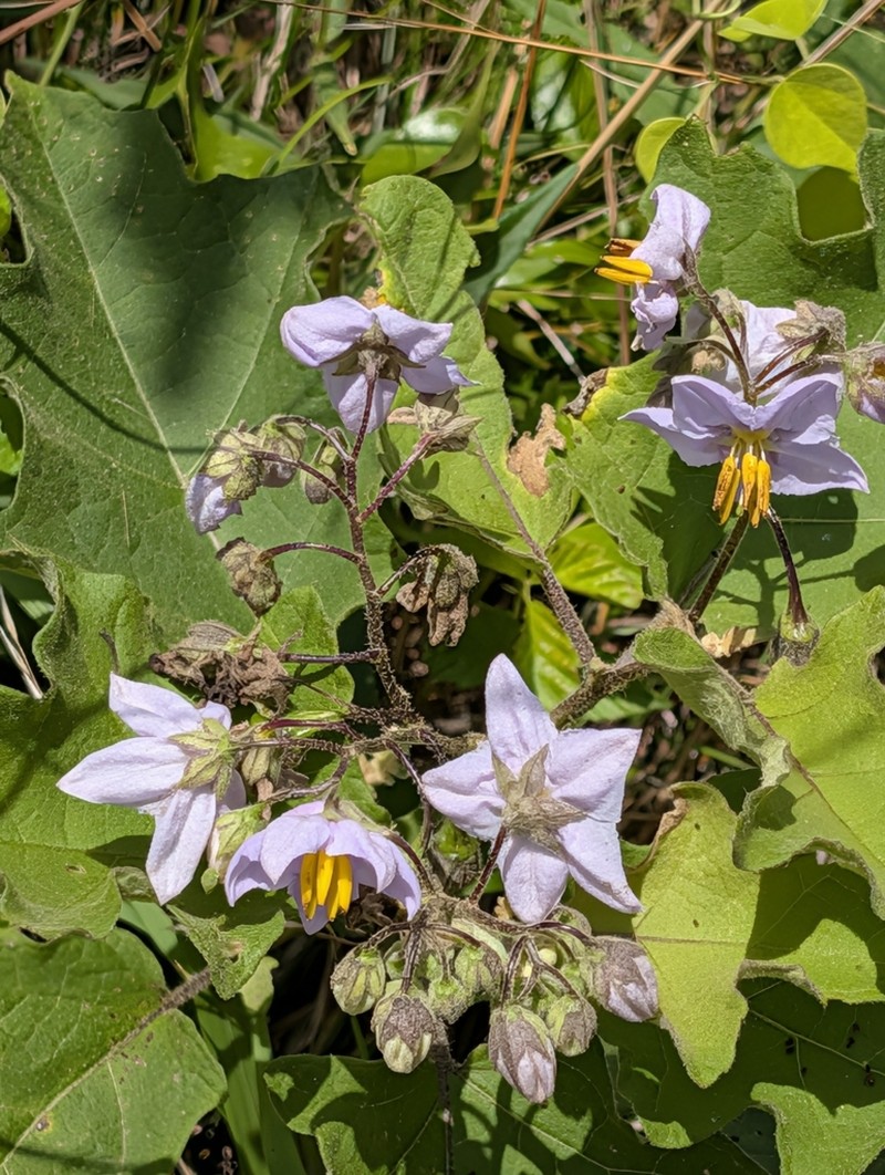 Solanum perplexum photo 3