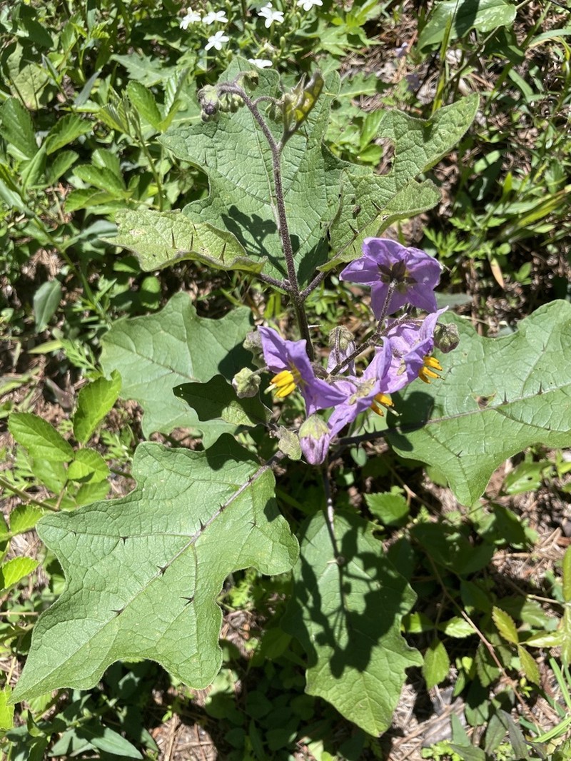 Solanum perplexum photo 4