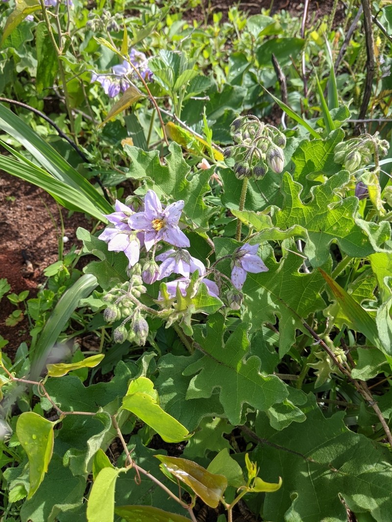 Solanum perplexum photo 5
