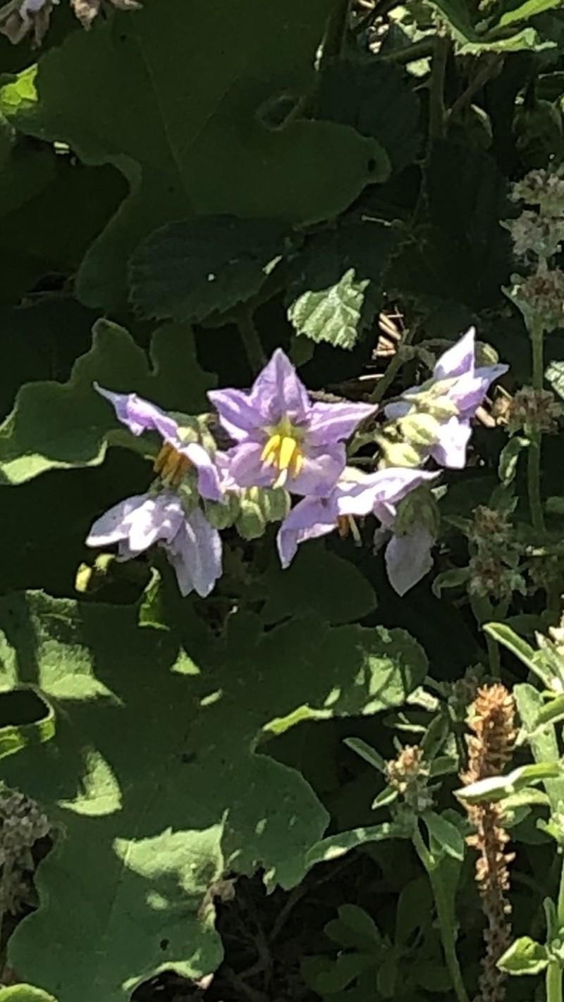 Solanum perplexum photo 6