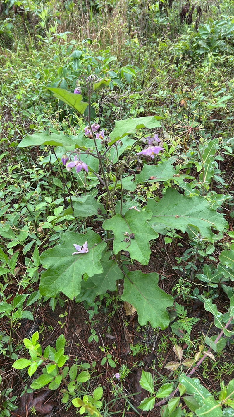 Solanum perplexum photo 8