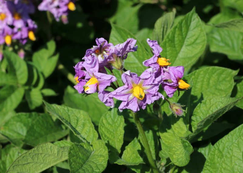 Nightshade