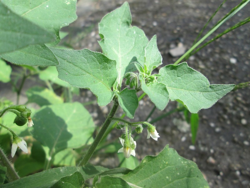 Hoe Nightshade photo 2