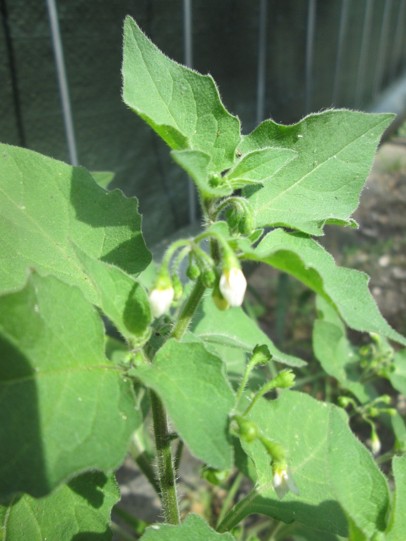 Hoe Nightshade photo 3