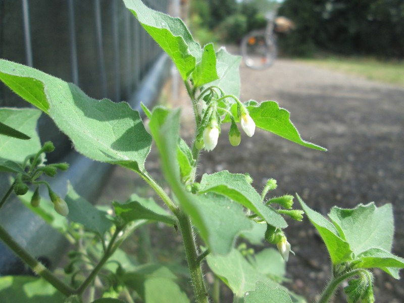 Hoe Nightshade photo 4