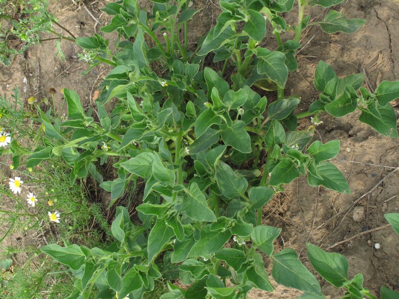 Hoe Nightshade photo 7