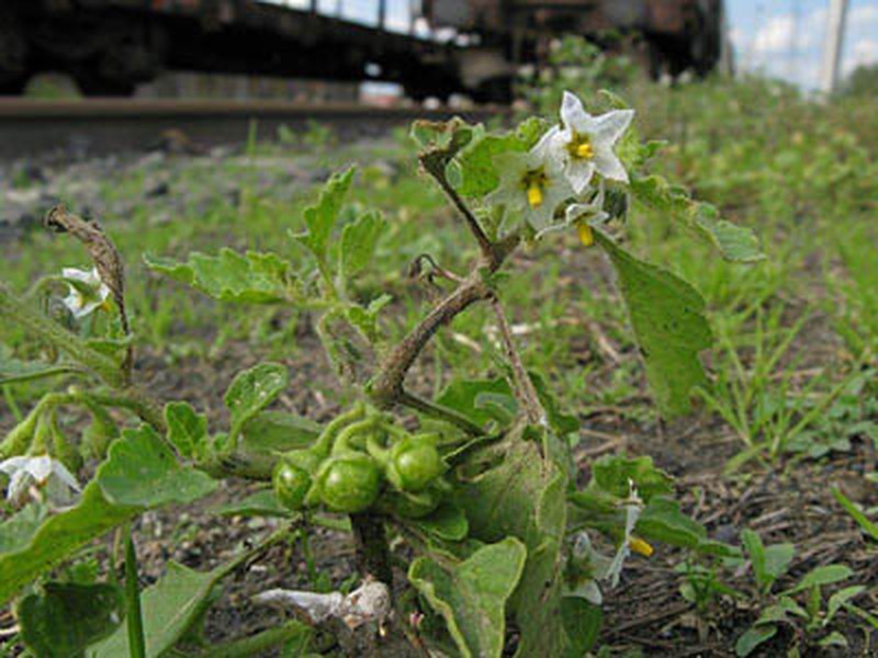 Hoe Nightshade photo 5